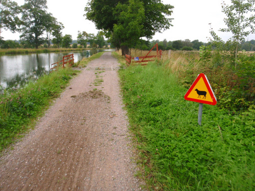 Sheep warning sign.